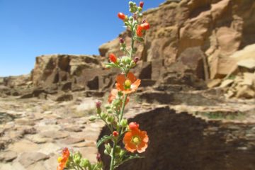 Some of the Best Ancient Civilization Ruins at Pueblo Bonito