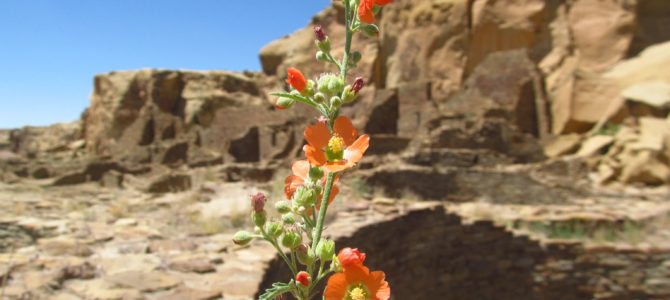 Some of the Best Ancient Civilization Ruins at Pueblo Bonito