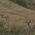 Deer along the Chimney Rock Trail in Point Reyes National Seashore, California