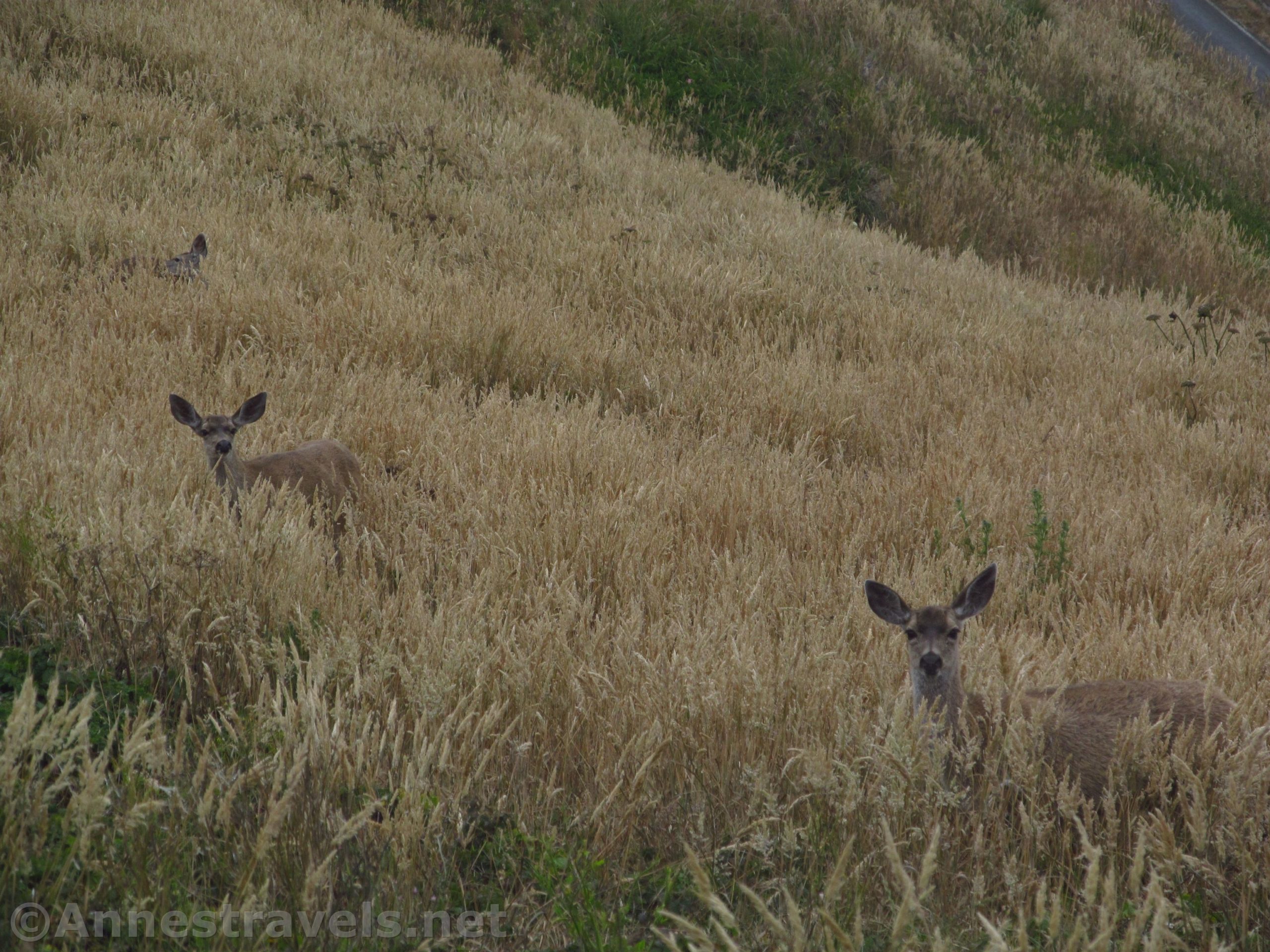 Deer along the Chimney Rock Trail in Point Reyes National Seashore, California