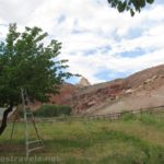 Ladder in the apricot orchard at Fruita in Capitol Reef National Park, Utah