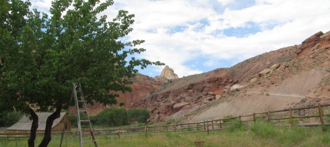 Picking Apricots at Capitol Reef National Park