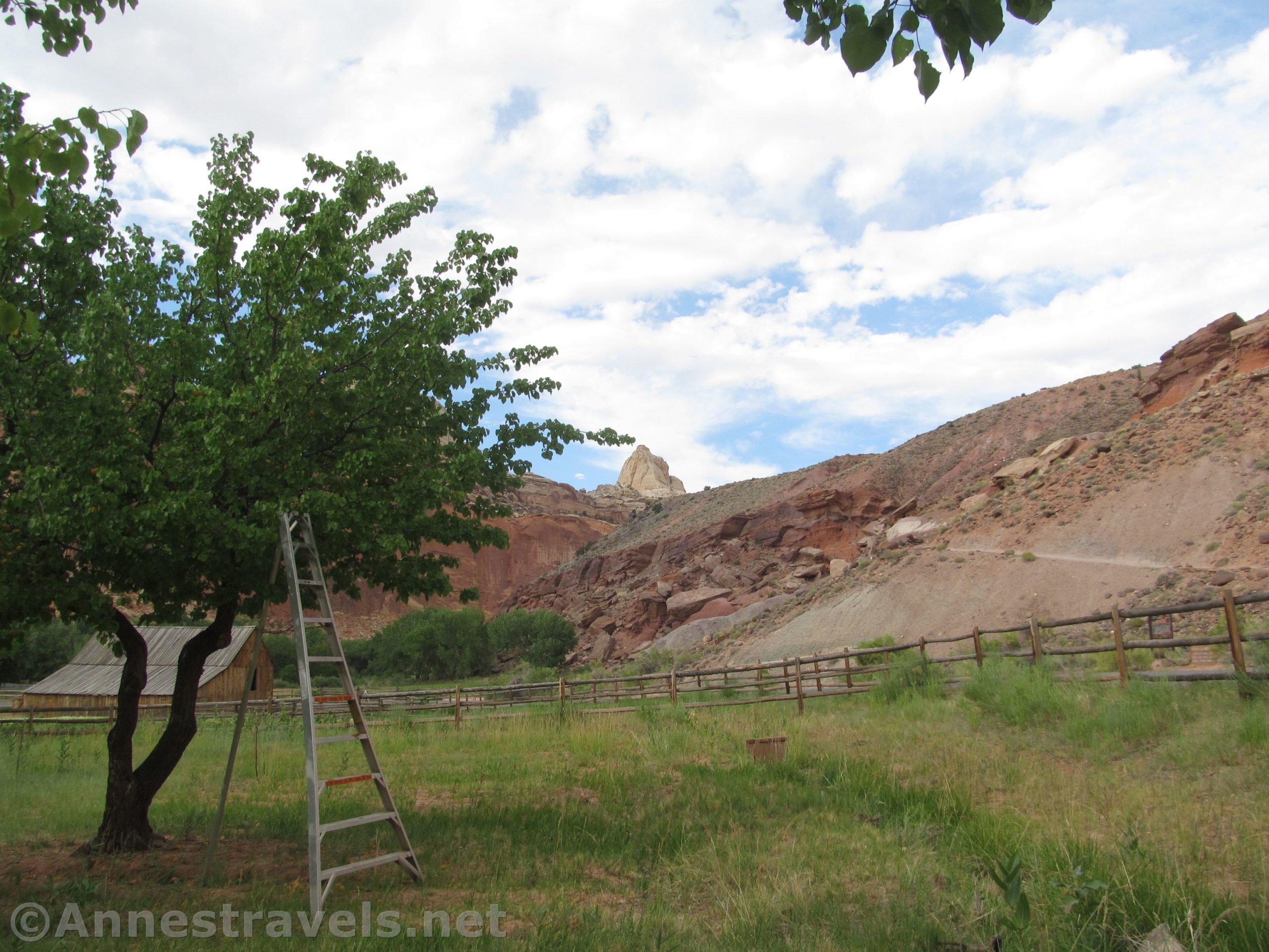 Picking Apricots at Capitol Reef National Park