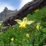 Yellow columbine along the Iceberg Lake Trail in Glacier National Park, Montana