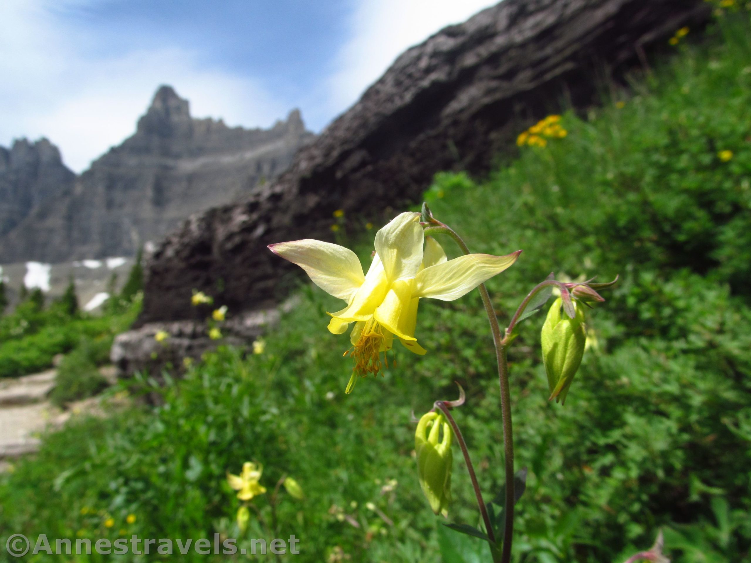 Yellow columbine along the Iceberg Lake Trail in Glacier National Park, Montana