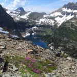 Wildflowers in the pass above Hidden Lake along the Reynolds Mountain Trail in Glacier National Park, Montana