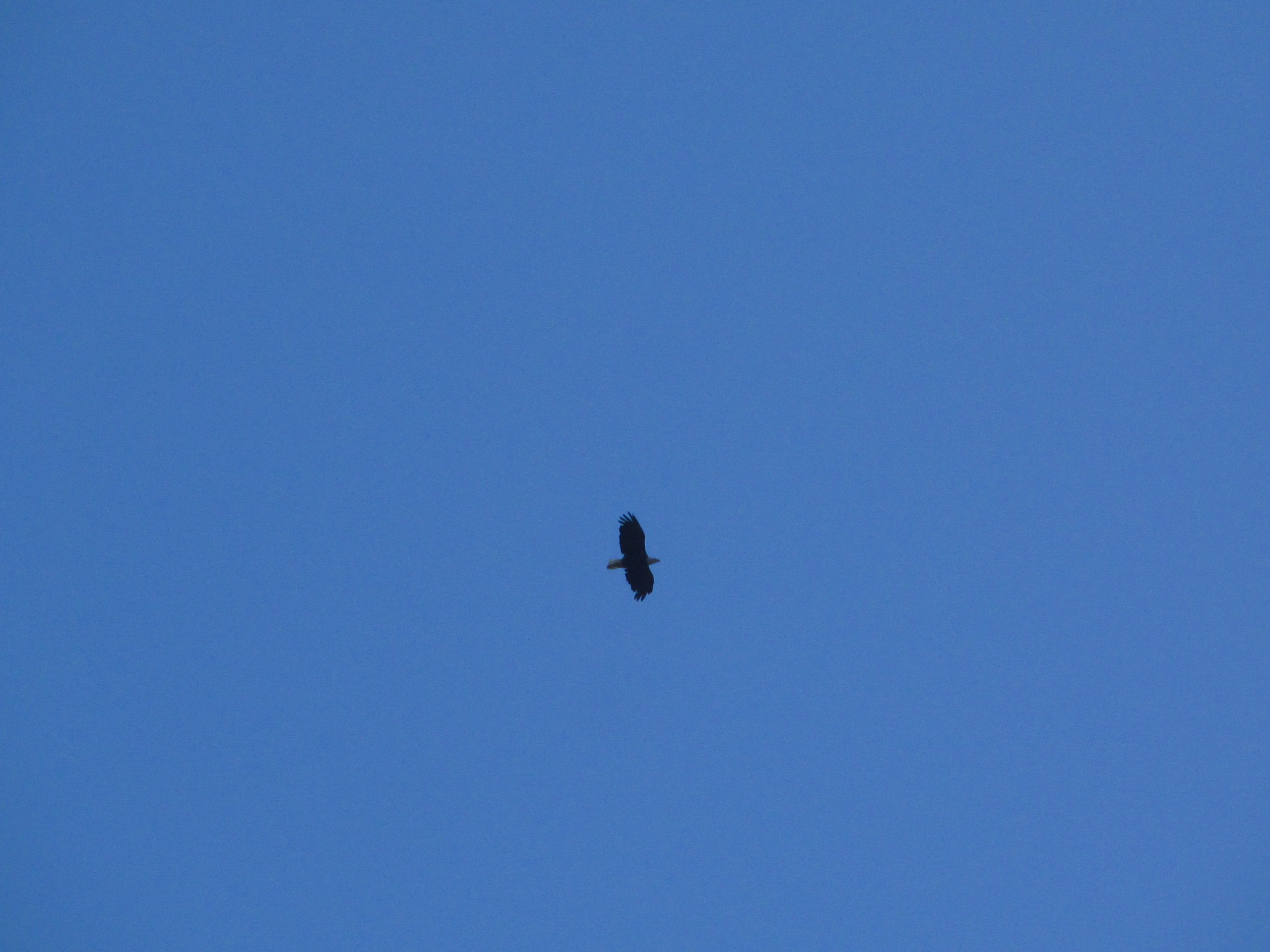 An eagle soars over the Cabinet Mountains of Montana