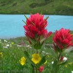Wildflowers near Cracker Lake in Glacier National Park, Montana
