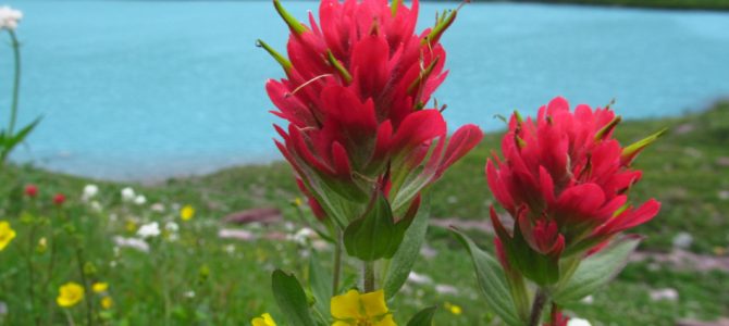 The Beautiful Water & Wildflowers of Cracker Lake