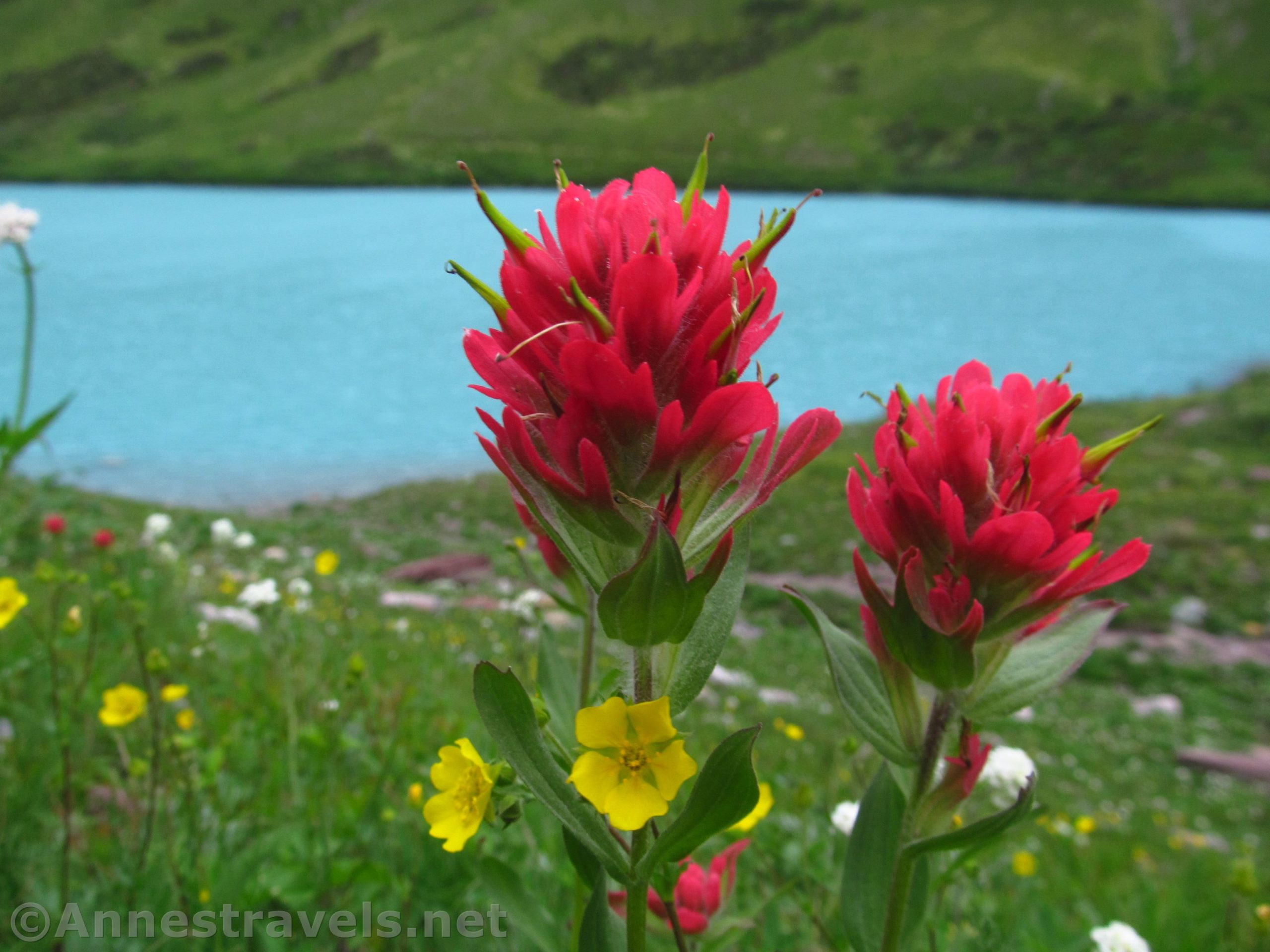 The Beautiful Water & Wildflowers of Cracker Lake