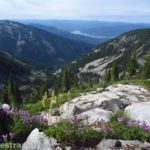 Wildflowers on the slopes of St. Paul Peak near Cliff Lake, Cabinet Mountains Wilderness, Montana