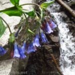 Wildflowers by Gavilan Falls in Carson National Forest, New Mexico