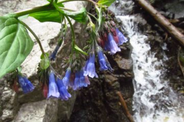 Exploring to Gavilan Falls