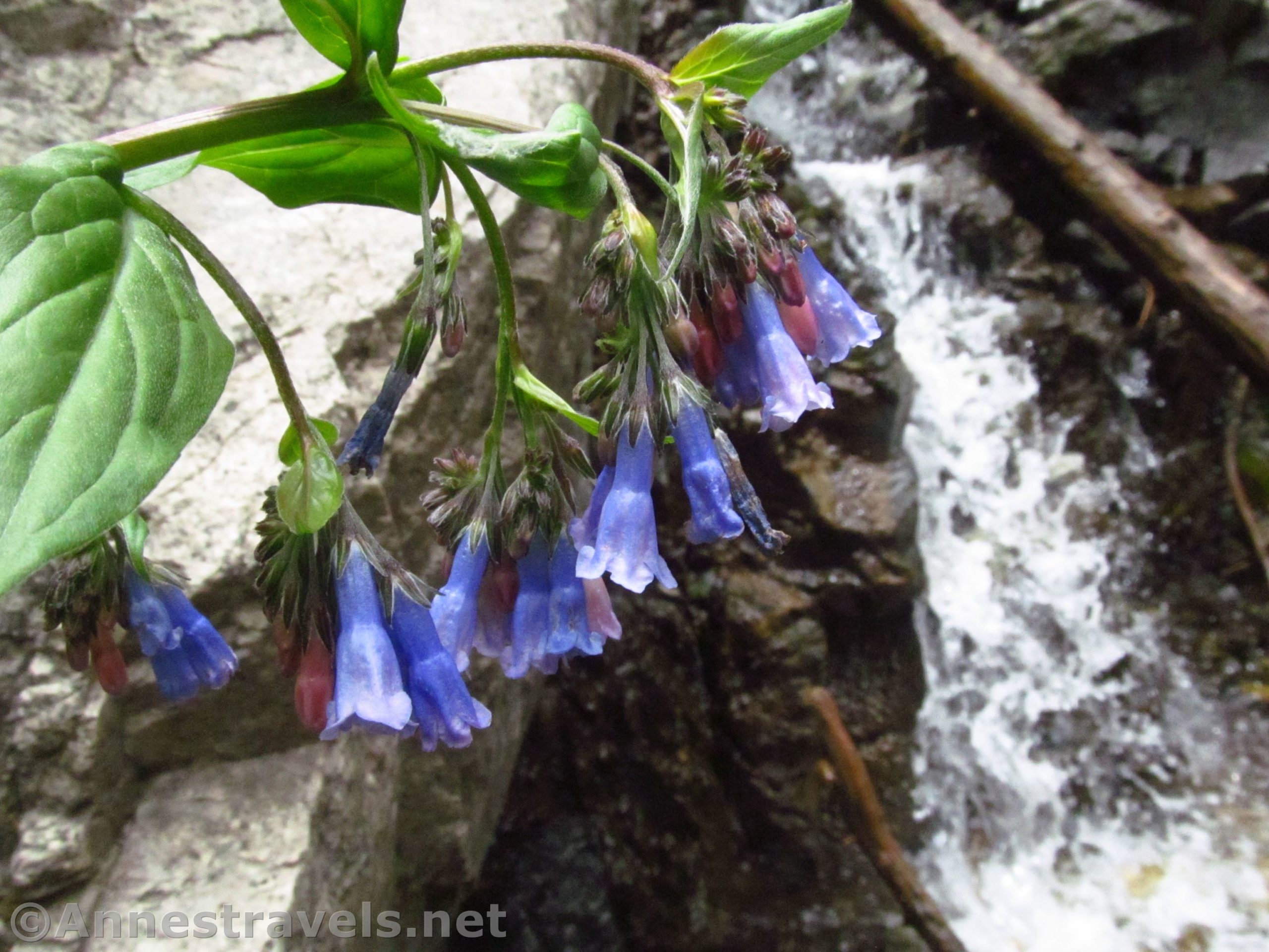 Wildflowers by Gavilan Falls in Carson National Forest, New Mexico