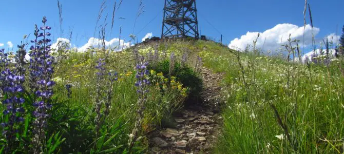 Berray Mountain West: Lookout & Wildflowers