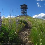 The trail to the Berray Mountain Lookout, Cabinet Mountains Wilderness, Montana