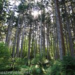 Sunlight through the pines in Webster Park, New York