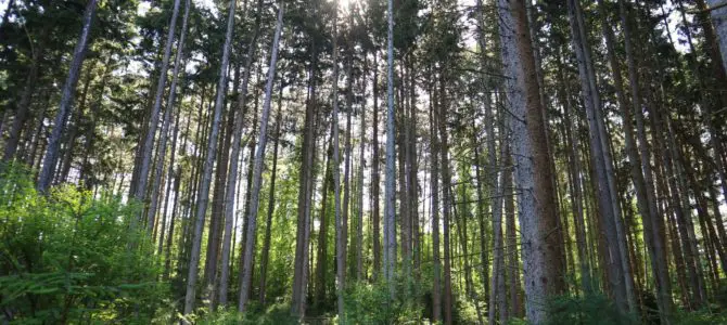 The Best Hike in Webster Park – Moderate Loop