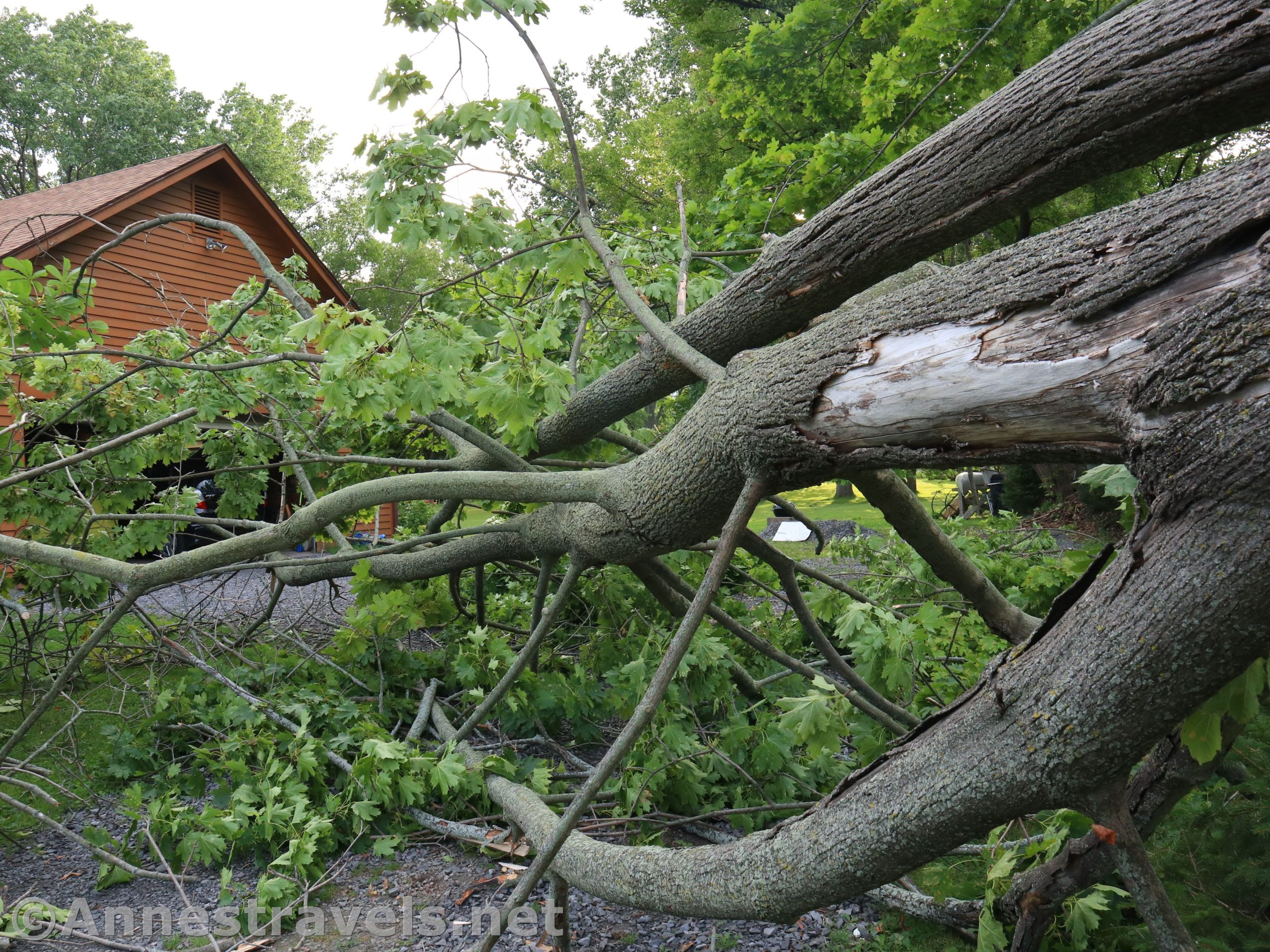 A Miracle Involving a Tree