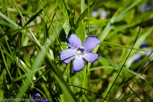 Lesser Periwinkle Flower, West Shore Trail, Clarence Pathways, New York