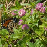 A monarch butterfly on the clover at the Cornwall Preserve in Williamson, New York