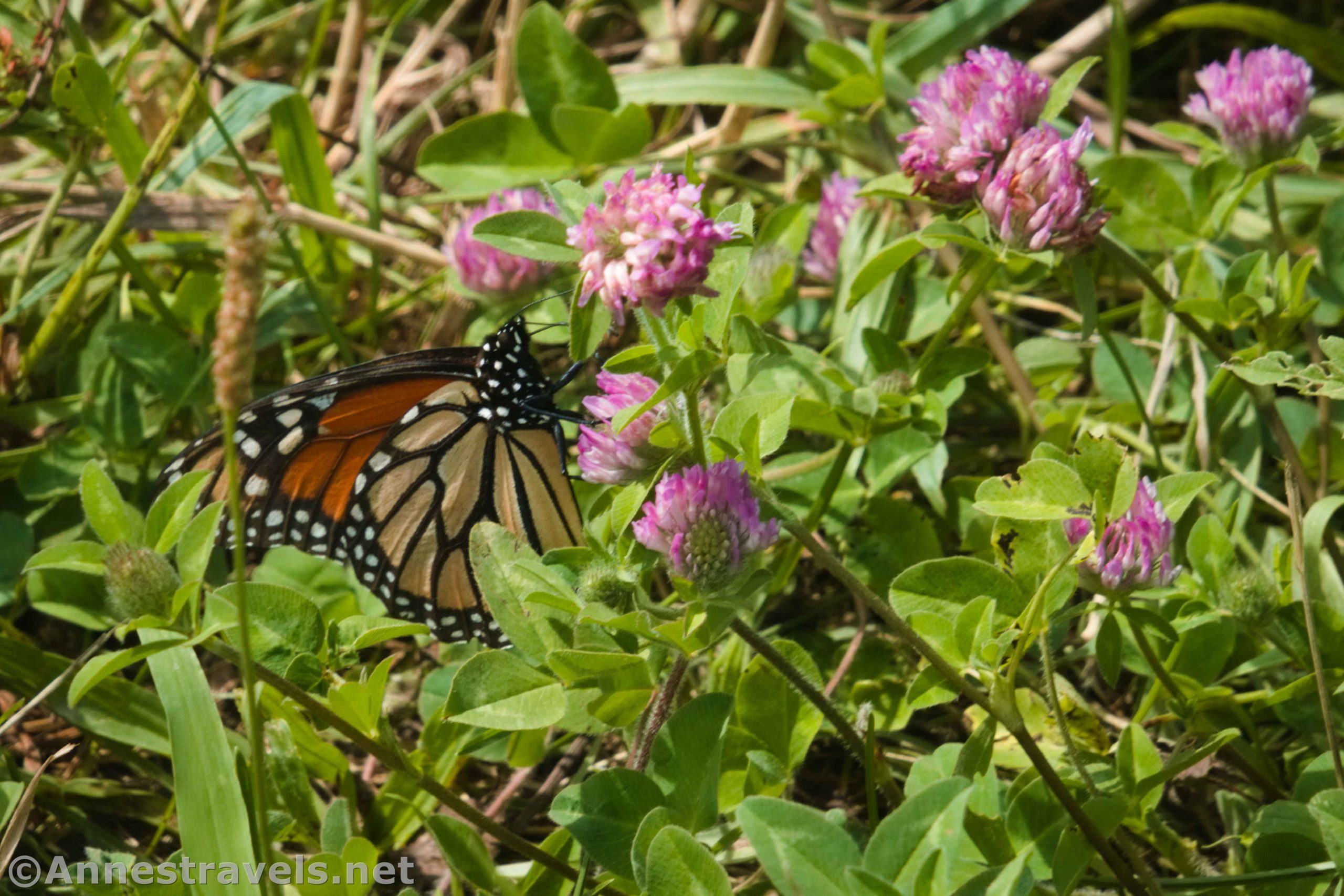 A monarch butterfly on the clover at the Cornwall Preserve in Williamson, New York