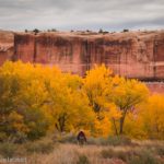 Colorful yellow poplar trees in Clover Canyon, Arches National Park, Utah