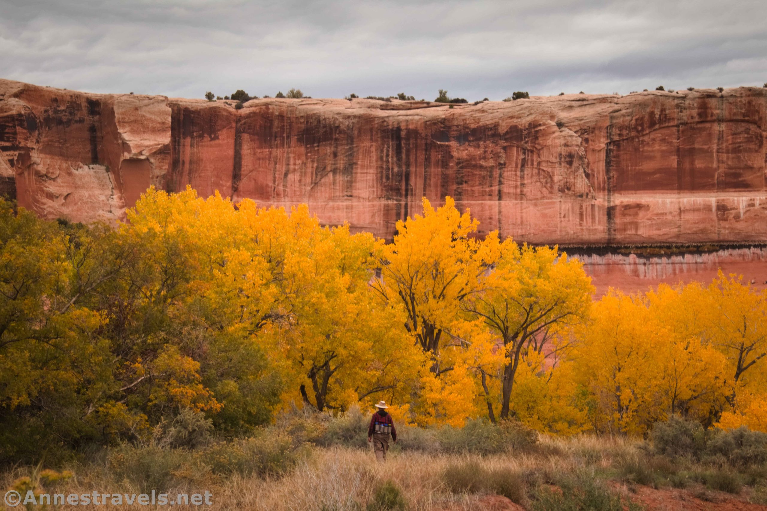 Colorful yellow poplar trees in Clover Canyon, Arches National Park, Utah