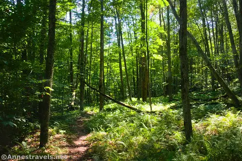 Hiking down near Wolf Run, Coyote Rocks Loop, Pennsylvania State Game Lands 57