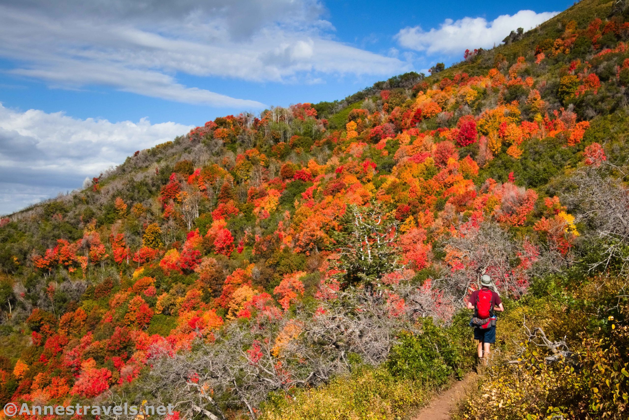 Autumn colors along the Santaquin Peak Trail, Uinta-Wasatch-Cache National Forest, Utah