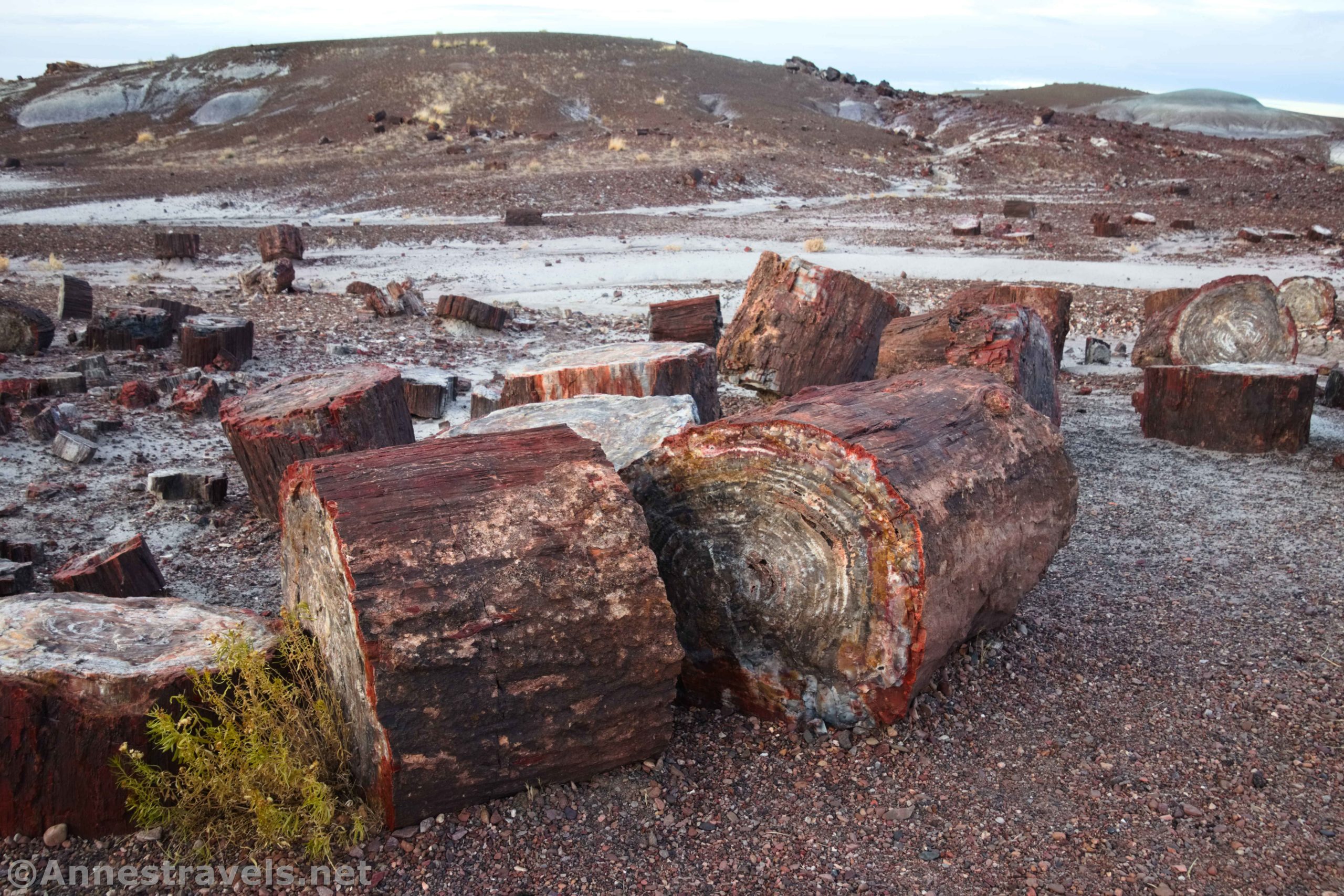 Petrified wood along the Crystal Forest Trail, Petrified Forest National Park, Arizona