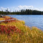 Autumn colors on the edge of Ice Lake, Yellowstone National Park, Wyoming