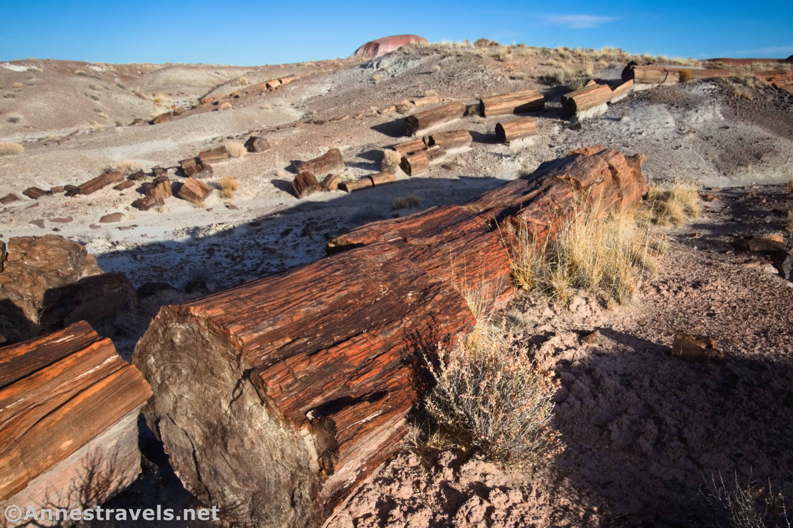 Petrified wood in the Chalcedony Forest on the Wilderness Route of Petrified Forest National Park, Arizona