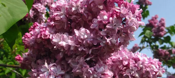 Photos from Rochester’s Lilac Festival