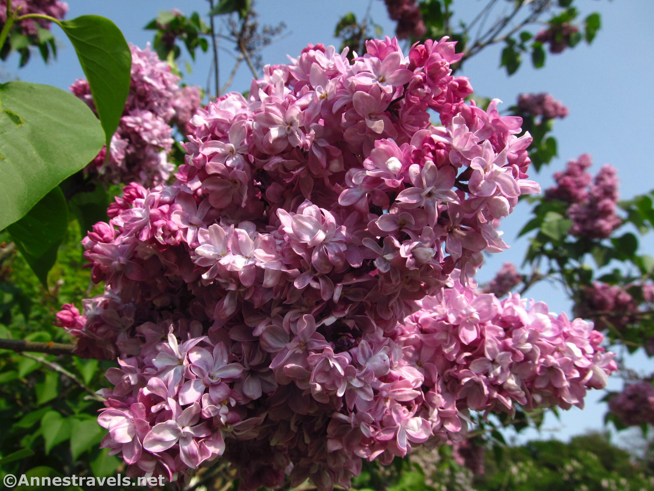 Blooming lilac bushes in Highland Park in Rochester, New York, during the annual Lilac Festival