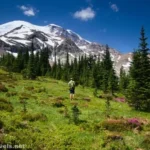 Hiking up the meadows between the old road and the Climber's Trail, Mount Rainier National Park, Washington