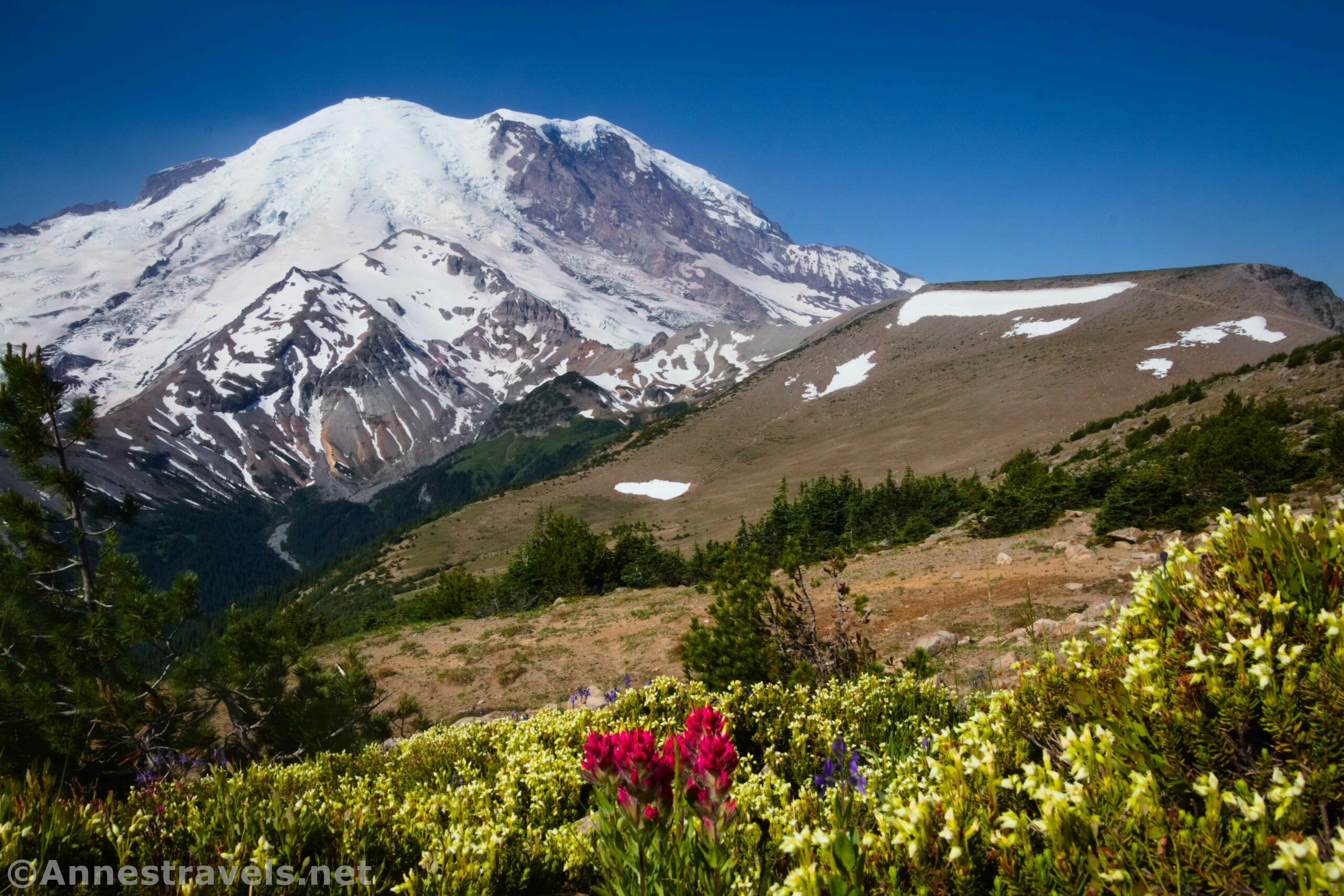 Wildflowers and Mount Rainier from the trail up Burrough Mountains 1, Mount Rainier National Park, Washington