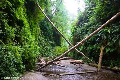Hiking up Fern Canyon, Prairie Creek Redwoods State Park, California