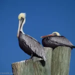 Two brown pelicans on a post in the Intracoastal Waterway by Holden Beach, North Carolina