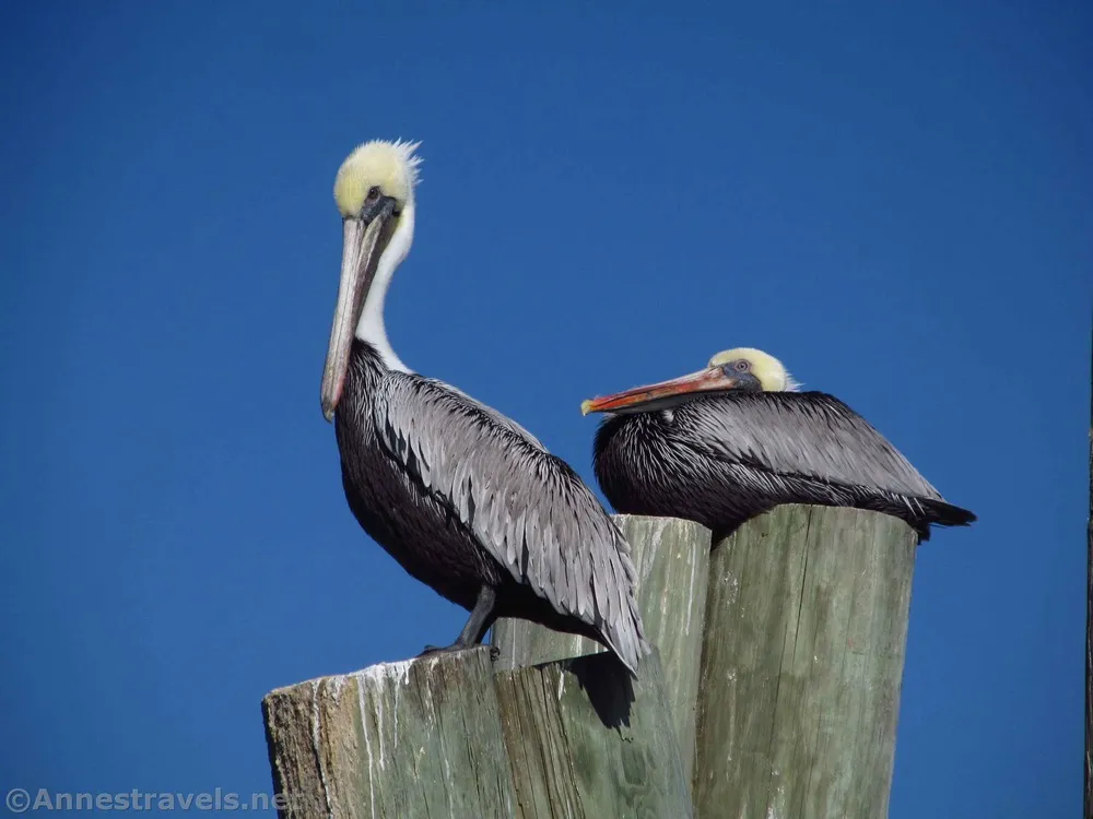 Two brown pelicans on a post in the Intracoastal Waterway by Holden Beach, North Carolina