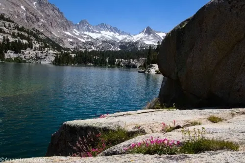 Wildflowers on the edge of Blue Lake above Lake Sabrina, Inyo National Forest, California