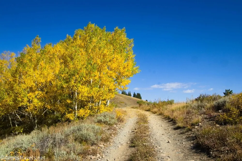 Yellow trees beside a dirt road with two tire tracks