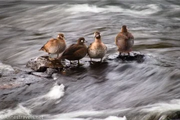 Ducks at the LeHardy Rapids