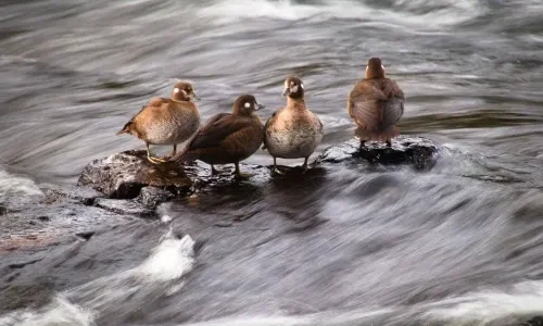 Ducks at the LeHardy Rapids Ducks at the LeHardy Rapids