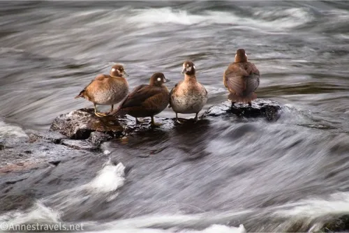 Four female harlequin ducks stand on a rock in the middle of rapids in a stream
