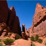 Red fins and rocks around a desert canyon