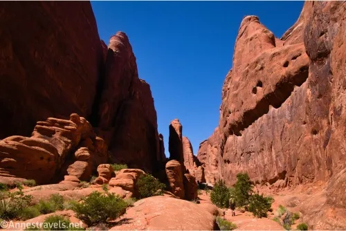 Red fins and rocks around a desert canyon