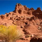 A yellow wildflower bush in front of a red butte covered in rock formations