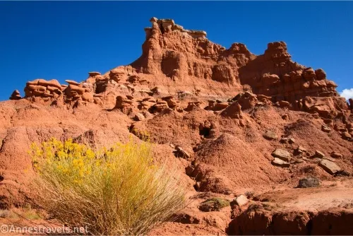 A yellow wildflower bush in front of a red butte covered in rock formations