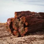 A large, red piece of petrified wood